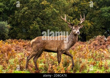 Porträt eines Stags im Richmond Park Stockfoto