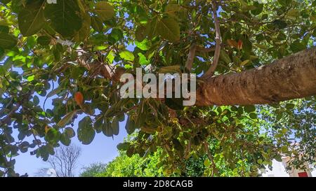 Der banyan-Baum ist der Nationalbaum Indiens. Es wird auch indische oder bengalische Feige genannt. Stockfoto