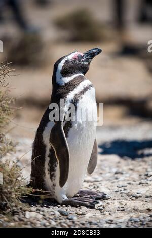 Schöne isolierte Pinguin Wohnung frei in einem natürlichen Nationalpark in Nord-Patagonien in der Nähe der Stadt Puerto Madryn in Argentinien. UNESCO-Welterbe Stockfoto