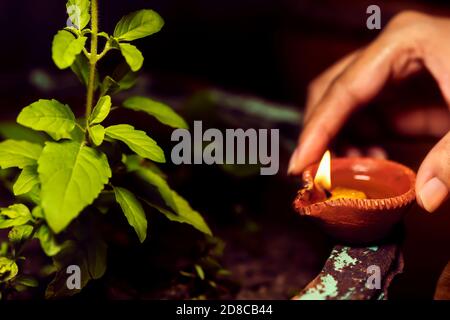 Frau oder weibliche Hand hält diya und geben oder setzen sie in der Nähe von heiligen Tulsi oder Basilikum Pflanze. Hintergrund für Hindu-Ritual, Glauben, rituelle Anbetung. Stockfoto