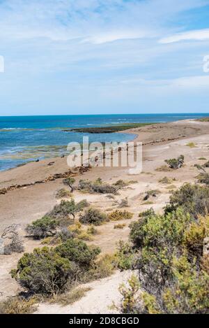 Panoramablick auf den Strand in der Nähe von Puerto Madryn in Valdes Peninsula im Norden Patagoniens, Argentinien. Seelöwen und Magellanic Pinguine wohnen in einem n Stockfoto