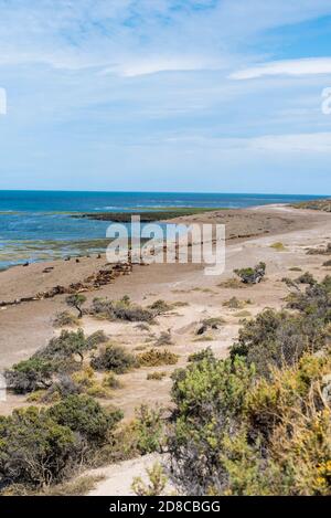 Panoramablick auf den Strand in der Nähe von Puerto Madryn in Valdes Peninsula im Norden Patagoniens, Argentinien. Seelöwen und Magellanic Pinguine wohnen in einem n Stockfoto