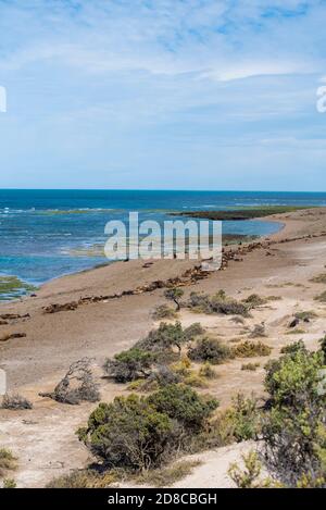 Panoramablick auf den Strand in der Nähe von Puerto Madryn in Valdes Peninsula im Norden Patagoniens, Argentinien. Seelöwen und Magellanic Pinguine wohnen in einem n Stockfoto