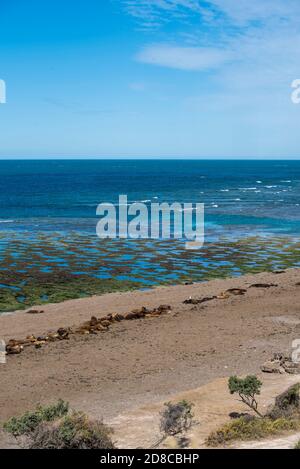 Panoramablick auf den Strand in der Nähe von Puerto Madryn in Valdes Peninsula im Norden Patagoniens, Argentinien. Seelöwen und Magellanic Pinguine wohnen in einem n Stockfoto