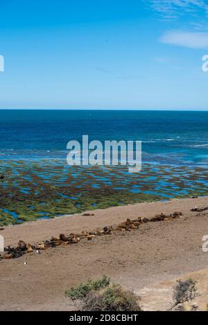 Panoramablick auf den Strand in der Nähe von Puerto Madryn in Valdes Peninsula im Norden Patagoniens, Argentinien. Seelöwen und Magellanic Pinguine wohnen in einem n Stockfoto