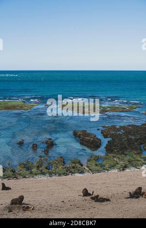 Panoramablick auf den Strand in der Nähe von Puerto Madryn in Valdes Peninsula im Norden Patagoniens, Argentinien. Seelöwen und Magellanic Pinguine wohnen in einem n Stockfoto