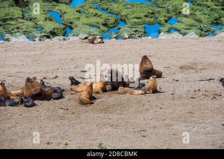 Einige Seelöwen wohnen in einem natürlichen Nationalpark Reserve in der Nähe von Puerto Madryn in Valdes Halbinsel in Argentinien. Wildlife Natur Bild zeigt Patagon Stockfoto