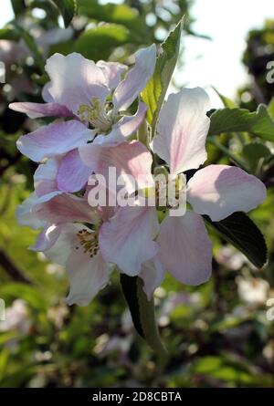 Duftende Apfelblüte auf einem jungen Braeburn Apfelbaum in Feder Stockfoto