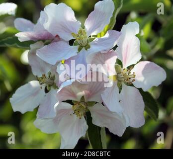 Duftende Apfelblüte auf einem jungen Braeburn Apfelbaum in Feder Stockfoto