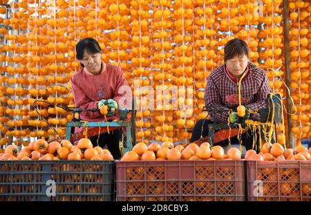 Handan, Handan, China. Okt. 2020. HebeiÃ¯Â¼Å'CHINA-im Herbst, die Ernte-und Verarbeitungssaison von Persimmon in Shixian, Handan Stadt, Provinz Hebei, die lokalen Bauern nutzen das gute Wetter, Schritt nach oben, um die Persimmon Frucht holen, schälen, Sonne hängen, Stamm, und so weiter, und machen Persimmon. Warme Herbstsonne, überall gefüllt mit süßem Erntegeschmack. Quelle: SIPA Asia/ZUMA Wire/Alamy Live News Stockfoto