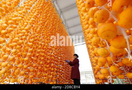Handan, Handan, China. Okt. 2020. HebeiÃ¯Â¼Å'CHINA-im Herbst, die Ernte-und Verarbeitungssaison von Persimmon in Shixian, Handan Stadt, Provinz Hebei, die lokalen Bauern nutzen das gute Wetter, Schritt nach oben, um die Persimmon Frucht holen, schälen, Sonne hängen, Stamm, und so weiter, und machen Persimmon. Warme Herbstsonne, überall gefüllt mit süßem Erntegeschmack. Quelle: SIPA Asia/ZUMA Wire/Alamy Live News Stockfoto