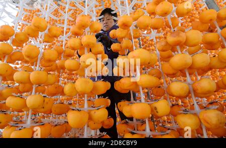 Handan, Handan, China. Okt. 2020. HebeiÃ¯Â¼Å'CHINA-im Herbst, die Ernte-und Verarbeitungssaison von Persimmon in Shixian, Handan Stadt, Provinz Hebei, die lokalen Bauern nutzen das gute Wetter, Schritt nach oben, um die Persimmon Frucht holen, schälen, Sonne hängen, Stamm, und so weiter, und machen Persimmon. Warme Herbstsonne, überall gefüllt mit süßem Erntegeschmack. Quelle: SIPA Asia/ZUMA Wire/Alamy Live News Stockfoto