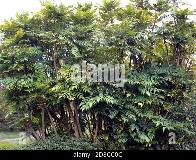 Große Klumpen von Mahonia x Nächstenliebe wächst auf Brachland Stockfoto