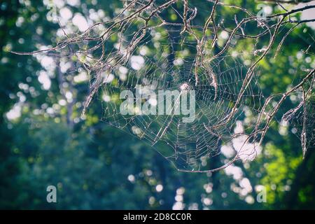 Spinnennetz auf Baumzweigen Stockfoto