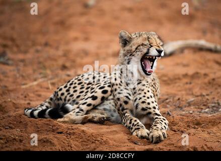 Afrikanischer Gepard (Acinonyx jubatus jubatus) Stockfoto