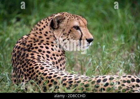 Afrikanischer Gepard (Acinonyx jubatus jubatus) Stockfoto