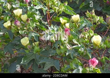 Baumwolle Blumen Stockfoto