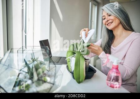 Fröhliche Frau wischen Pflanzenblätter mit weichem Tuch Stockfoto