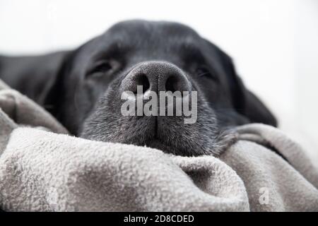 Schwarzer Labrador Hund Schlafend. Konzentrieren Sie sich auf Rhinarium Schnauze und Graubart Stockfoto