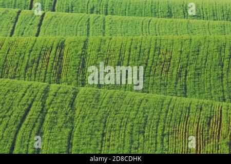 Feld auf den Hügeln Stockfoto