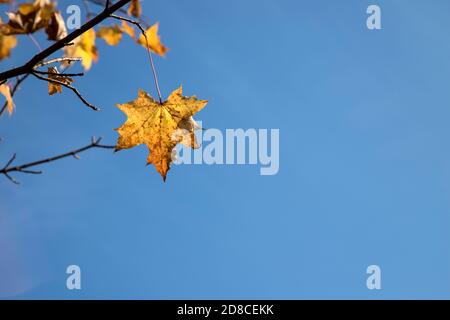 Ein Ahornblatt auf einem Ast schwankt im Wind Gegen den Himmel.EIN Platz für eine Raummine.Horizontale Ausrichtung Stockfoto