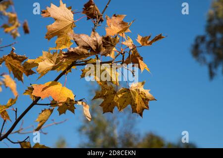 Ein Ahornzweig mit vergilbten Blättern schwankt im Wind Gegen den Himmel.EIN Platz für eine Raummine.Horizontale Ausrichtung Stockfoto