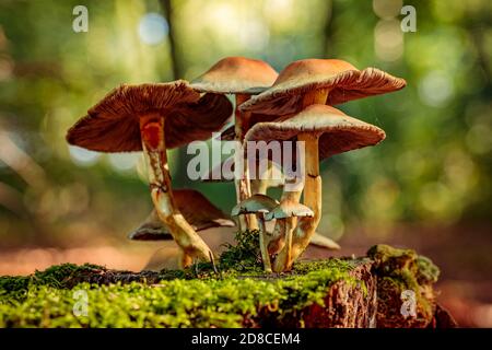 Essbare Pilze sind die fleischigen und essbaren Fruchtkörper von Mehrere Arten von Macrofungi (Pilze, die Fruchtstrukturen tragen, die groß genug t sind Stockfoto