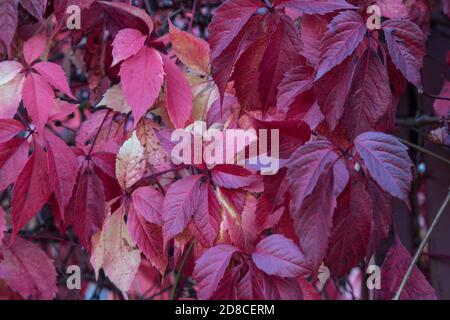 Botanischer Hintergrund der roten Blätter der wilden Trauben im Herbst.A Platz für eine Kopie des Raumes.Herbst Botanischer Hintergrund rot Blätter von wilden Trauben .A pl Stockfoto