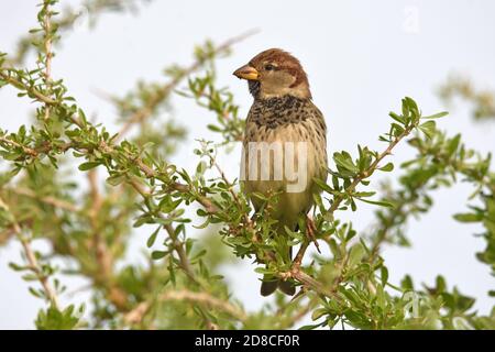 Spanischer Sperling, Passer hispaniolensis, Männchen auf einem Ast Stockfoto