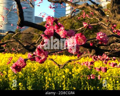 Pflaumenblüten in den Hamarikyu-Gärten in Tokio Stockfoto