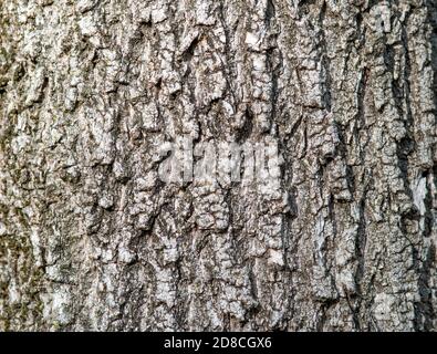 Geprägte braune Baumrinde Textur. Baumrinde Tapete und Hintergrund Stockfoto