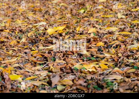 Textur von bunten trockenen gefallenen Baumblättern auf Waldboden im Herbst. Hintergrund Tapete trockene Blätter Stockfoto