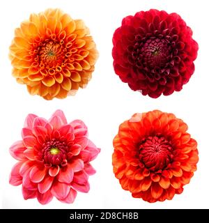 Ein Satz von vier bunten Dahlia Blumen isoliert auf weißem Hintergrund. Arty, leuchtend orange, rot und rosa Schattierungen blüht Stockfoto