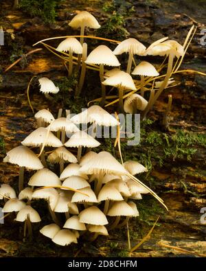 Haubenpilze (Mycena galericulata) Wächst auf einem moosigen Baumstamm in Derbyshire Woodland UK Stockfoto
