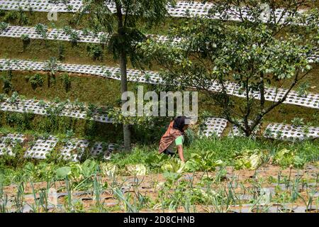 Magelang, Indonesien. Oktober 2020. Aktivität der Gemüsehändler am Rande des Berges während der Erntezeit. Nepal van Java ist eine ländliche Tour Stockfoto