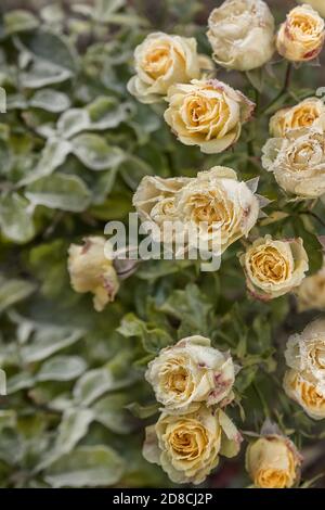 Gartenrosen blühen am frühen Morgen im Herbst. Der erste Frost auf den Blumen und Blättern. Der erste Herbst frostet. Hintergrund des Herbstes gefroren fl Stockfoto