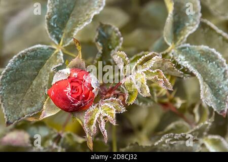 Gartenrose Bud in den frühen Morgenstunden des Herbstes. Der erste Frost auf den Knospen blüht und Blätter. Der erste Herbst frostet. Hintergrund des Herbstes gefroren f Stockfoto