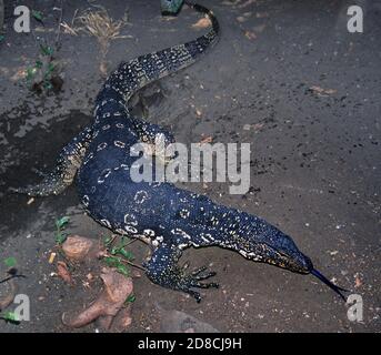 Ein asiatischer Wassermonitor (Varanus-Salvator), eine große Wassereidechse, die sich auf Land in Sri Lanka sonnt Stockfoto