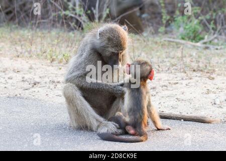 Chacma Pavian Mutter Pflege und Pflege für ihr Baby im Kruger Nationalpark, Südafrika Stockfoto