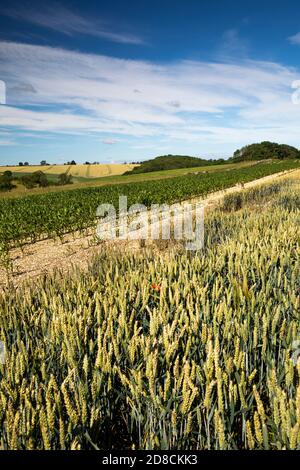 Großbritannien, England, Lincolnshire Wolds, Stainton le Vale, Sutton Estate, Weizen- und Maisfeld in hügeliger Landschaft Stockfoto