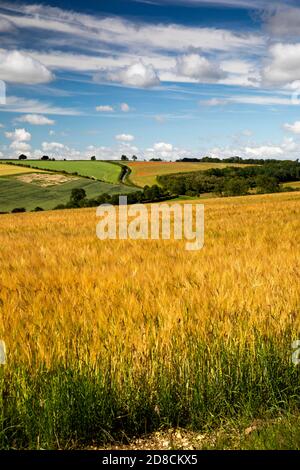 Großbritannien, England, Lincolnshire Wolds, Rothwell, entfernte rote Mohnblumen, die im Maisfeld wachsen, gesehen über Gerstenernte Stockfoto