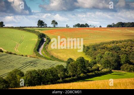 Großbritannien, England, Lincolnshire Wolds, Rothwell, entfernter roter Mohn, der im Kornfeld nahe Thoresway wächst Stockfoto