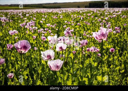 Großbritannien, England, Lincolnshire Wolds, Thoresway, lila gefärbte Mohnpflanze, die für Samen in der Nähe von Rothwell wächst Stockfoto
