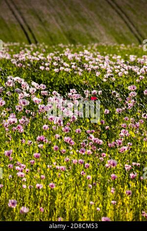 Großbritannien, England, Lincolnshire Wolds, Thoresway, einzelner roter Mohn unter flieder gefärbten Mohnpflanzen, die in der Nähe von Rothwell für Samen wachsen Stockfoto