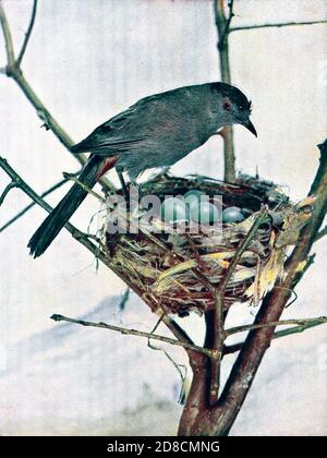 Der graue oder graue Welsel (Dumetella carolinensis syn Galeoscoptes carolinensis) ist ein mittelgroßer nordamerikanischer und mittelamerikanischer Sitzvogel der Mimidenfamilie. Es ist das einzige Mitglied der "Catbird" Gattung Dumetella. From Birds : illustriert durch Farbfotografie : eine monatliche Serie. Kenntnisse über Vogelleben Vol. 1 Nr. 5 Mai 1897 Stockfoto