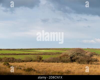 Oktober Blick über Bursdon Moor, Hartland, North Devon, England, Großbritannien. Stockfoto