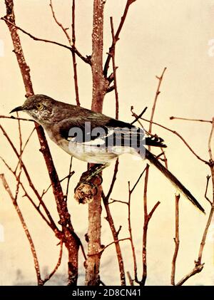 Der nördliche Mockingbird (Mimus polyglottos) ist der einzige Mockingbird, der häufig in Nordamerika gefunden wird. Dieser Vogel ist vor allem ein ständiger Bewohner, aber Nordvögel können nach Süden bei rauem Wetter bewegen. From Birds : illustriert durch Farbfotografie : eine monatliche Serie. Kenntnisse über Bird-Life Vol. 1 Nr. 1 Juni 1897 Stockfoto