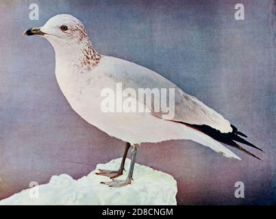 Die Ringmöwe (Larus delawarensis) ist eine mittelgroße Möwe. Der Gattungsname stammt aus dem Lateinischen Larus, der sich auf eine Möwe oder andere große Seevögele zu beziehen scheint. Der spezifische delawarensis bezieht sich auf den Delaware River. From Birds : illustriert durch Farbfotografie : eine monatliche Serie. Kenntnisse über Bird-Life Vol. 1 Nr. 1 Juni 1897 Stockfoto