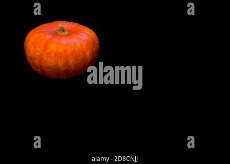 Einzelner isolierter Kürbis auf schwarzem absorbierendem Hintergrund mit Kopierraum und Beschneidungspfad. Einfachheit. Minimalismus. Schöner Herbsthintergrund Stockfoto
