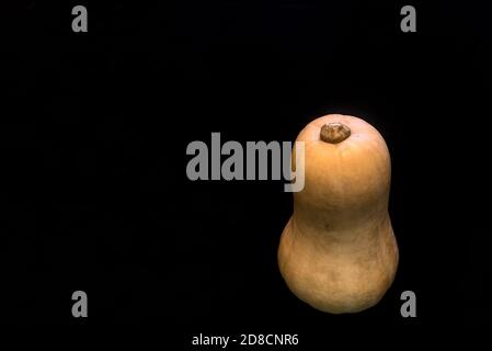 Einzelner isolierter Butternut Squash auf schwarzem absorbierendem Hintergrund mit Kopierraum. Einzelnes Gemüse. Einfachheit. Minimalismus Stockfoto